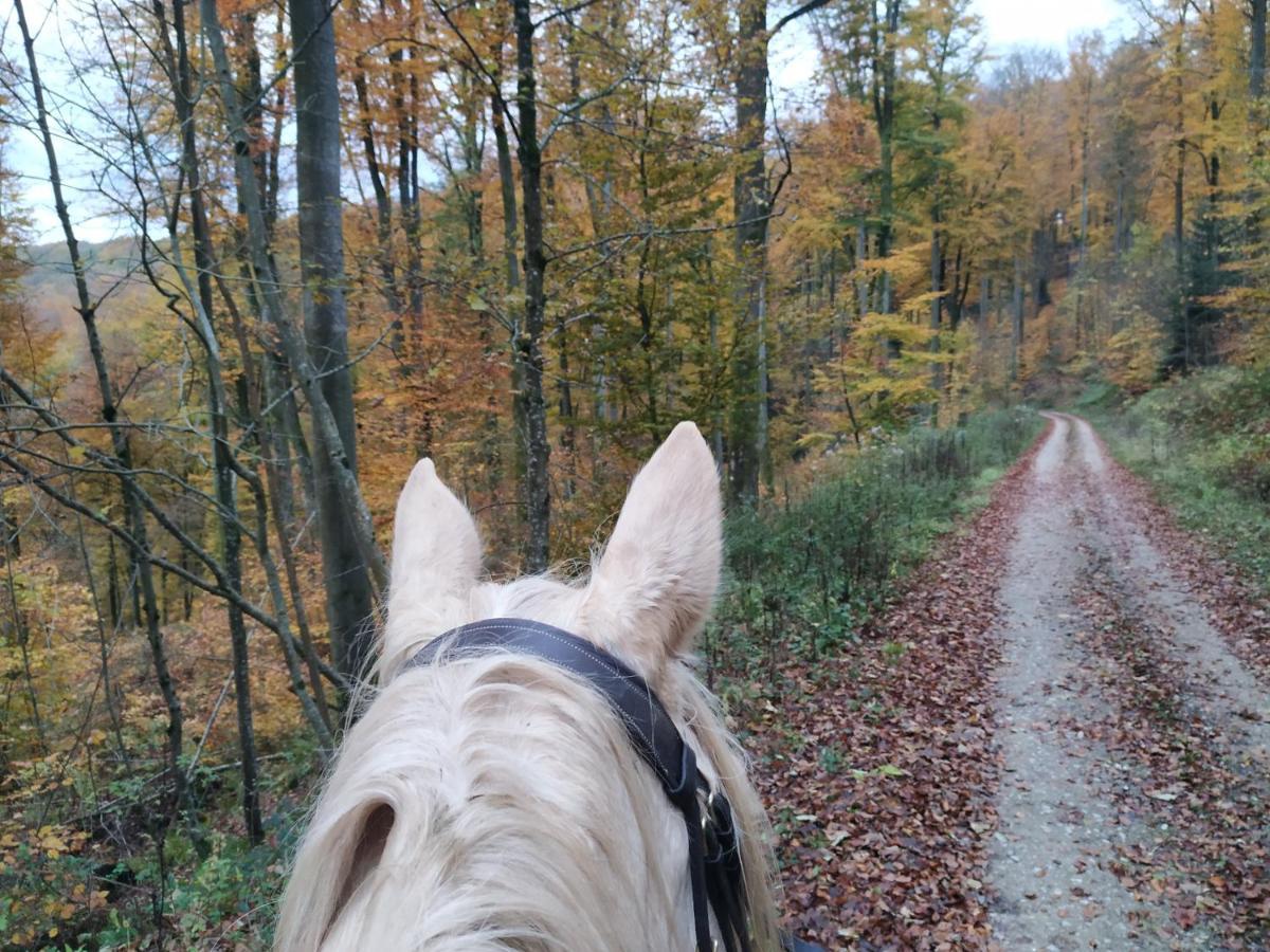 L'Echappee Verte - Gite Equestre 5 Pers Soucht Zewnętrze zdjęcie