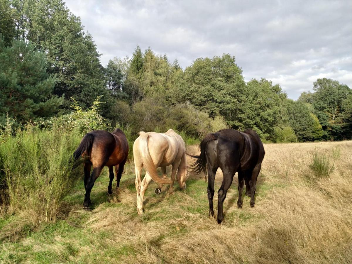 L'Echappee Verte - Gite Equestre 5 Pers Soucht Zewnętrze zdjęcie