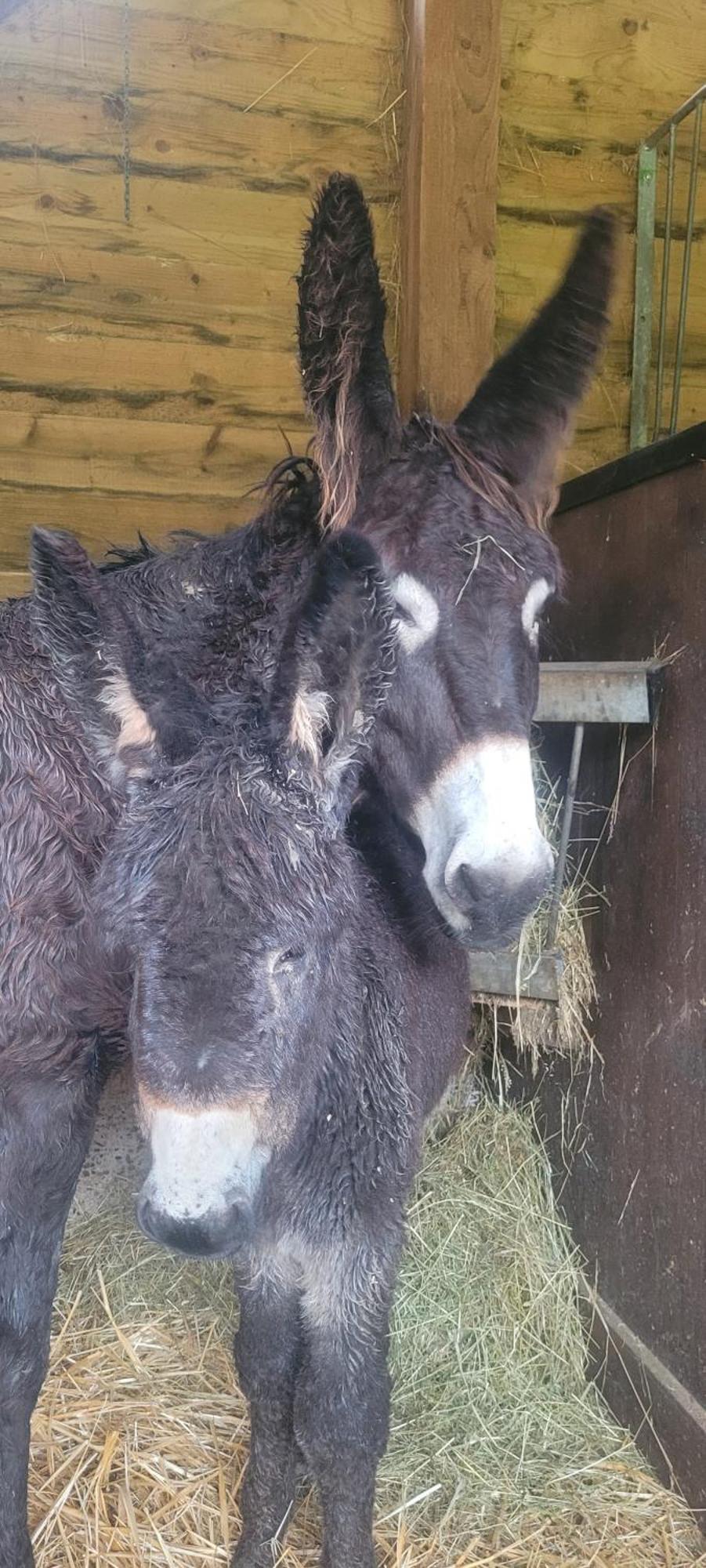 L'Echappee Verte - Gite Equestre 5 Pers Soucht Zewnętrze zdjęcie