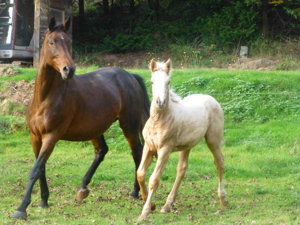 L'Echappee Verte - Gite Equestre 5 Pers Soucht Zewnętrze zdjęcie