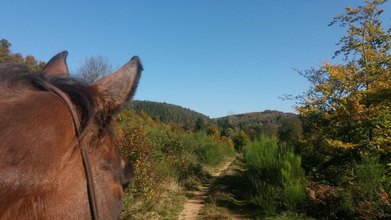 L'Echappee Verte - Gite Equestre 5 Pers Soucht Zewnętrze zdjęcie